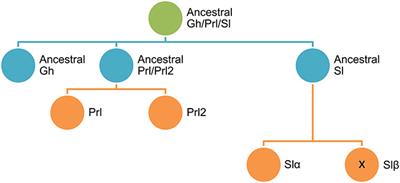 Somatotropic Axis Regulation Unravels the Differential Effects of Nutritional and Environmental Factors in Growth Performance of Marine Farmed Fishes